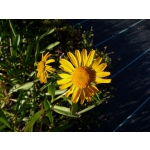 Helenium hoopesii